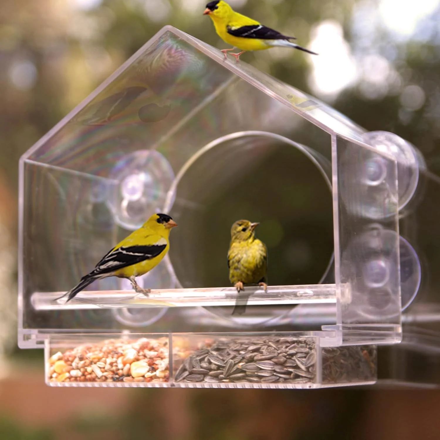 🐦 Window Bird Feeders