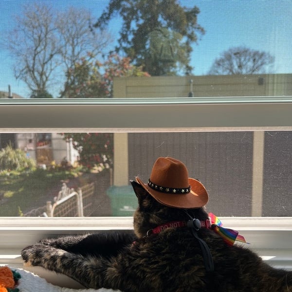 Cowboy Western Texas Pet Hat