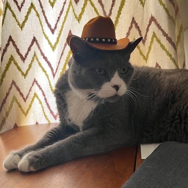 Cowboy Western Texas Pet Hat