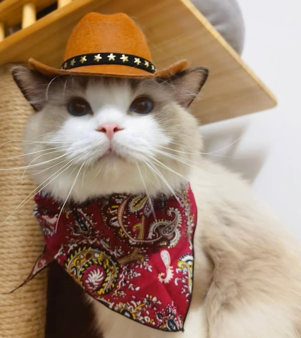 Cowboy Western Texas Pet Hat