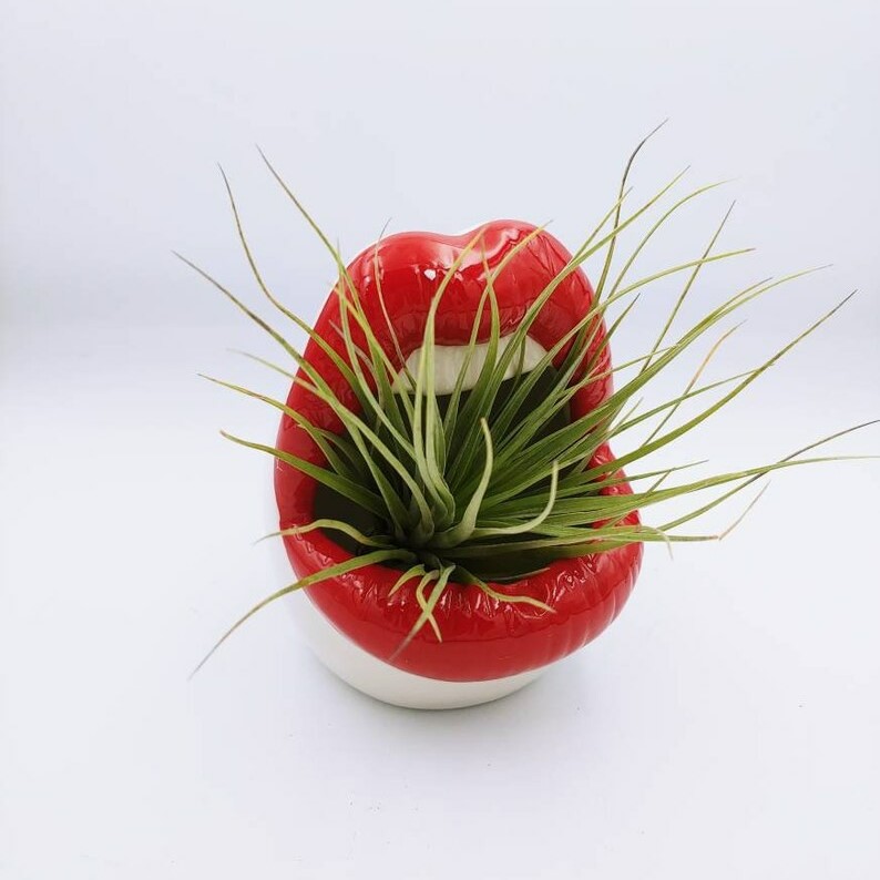 Lips Succulent Planter