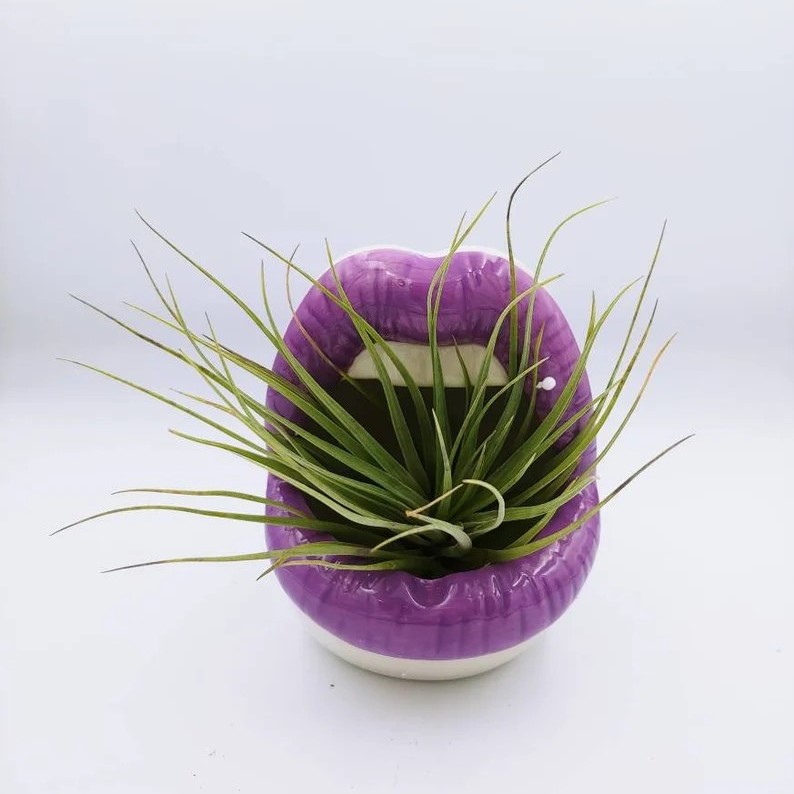 Lips Succulent Planter