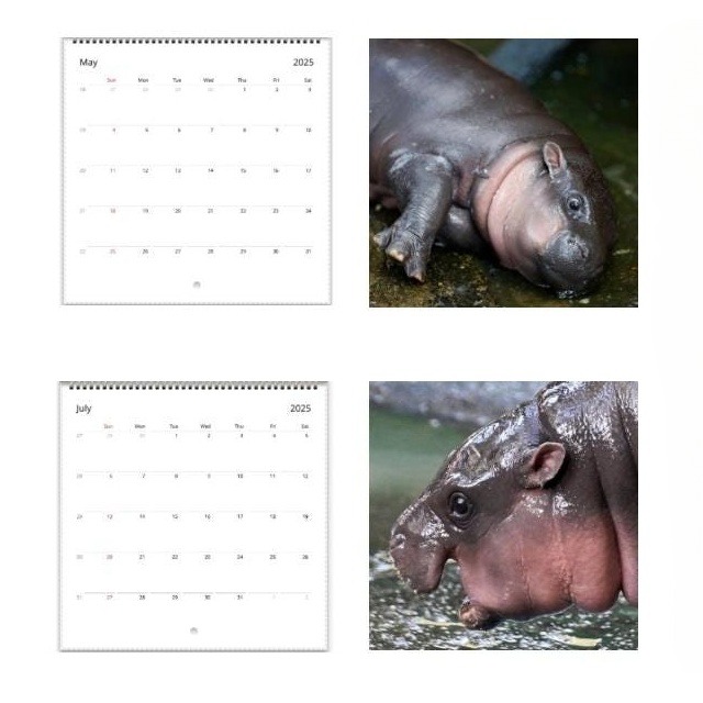 🔥Moo Deng Calendar  | Trendy Viral Christmas Gift