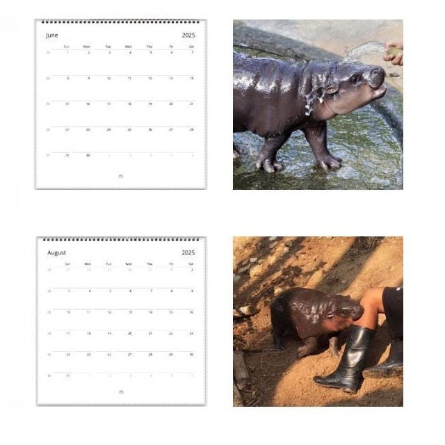 🔥Moo Deng Calendar  | Trendy Viral Christmas Gift