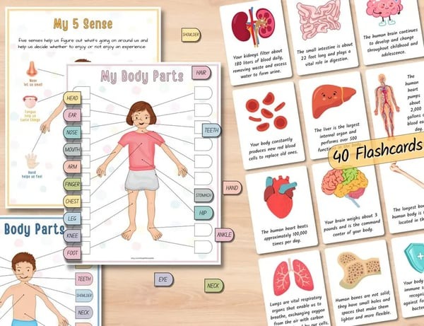 Human Anatomy Busy Book🔥BUY MORE SAVE MORE🔥