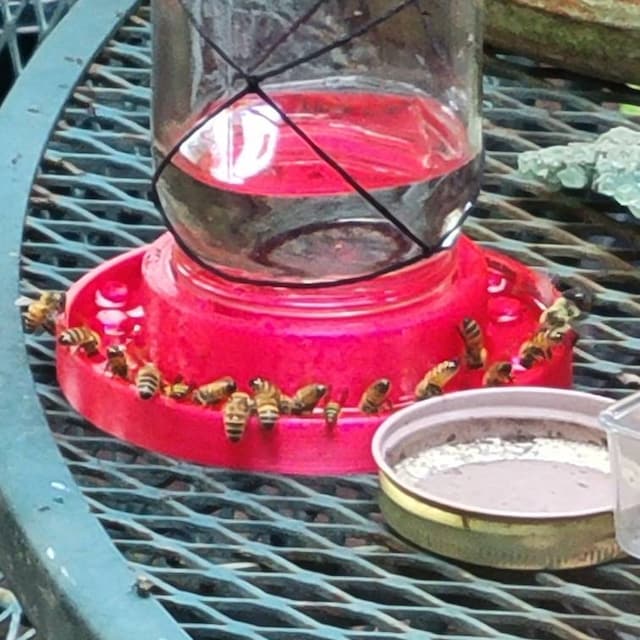 🐝BEE FEEDER FOR REGULAR MOUTH MASON JAR