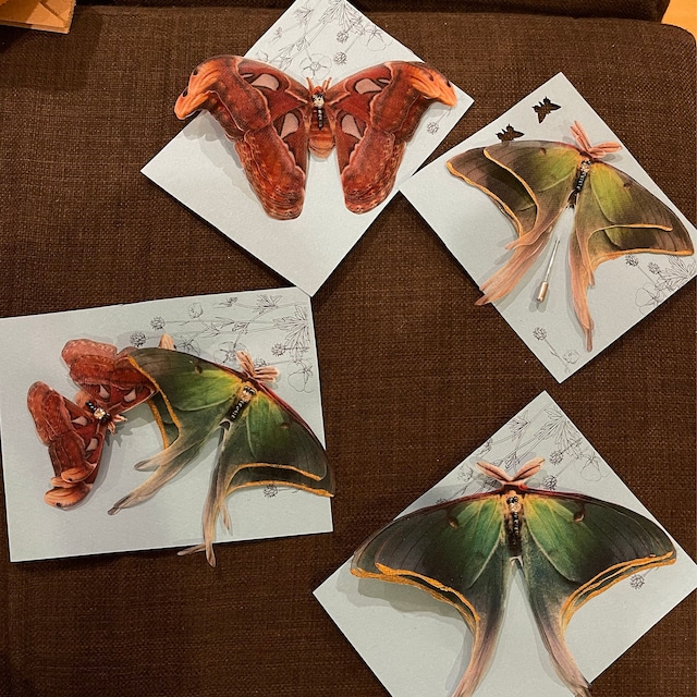 🦋Colored Moth Hair Clips