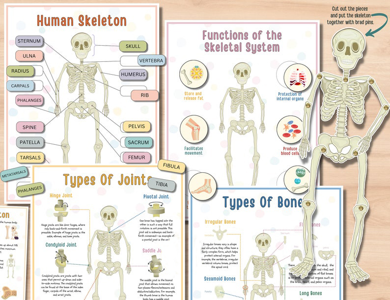 Human Anatomy Busy Book