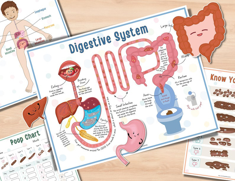 Human Anatomy Busy Book
