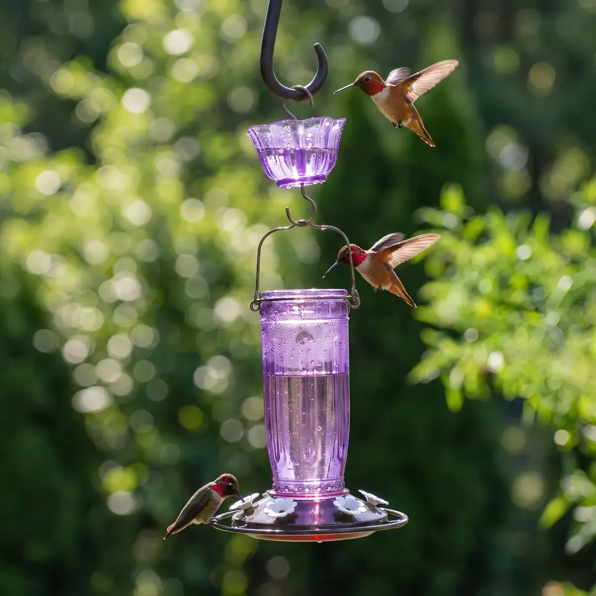 Glass Hummingbird Feeder With Ant Moat