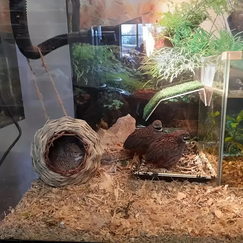 🐦🏠Hummingbird Feeding House-Gift for Nature Lovers