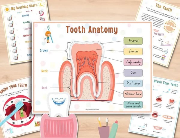 Human Anatomy Busy Book🔥BUY MORE SAVE MORE🔥
