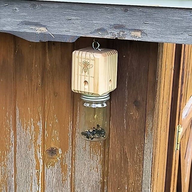 Best Carpenter Bee Trap