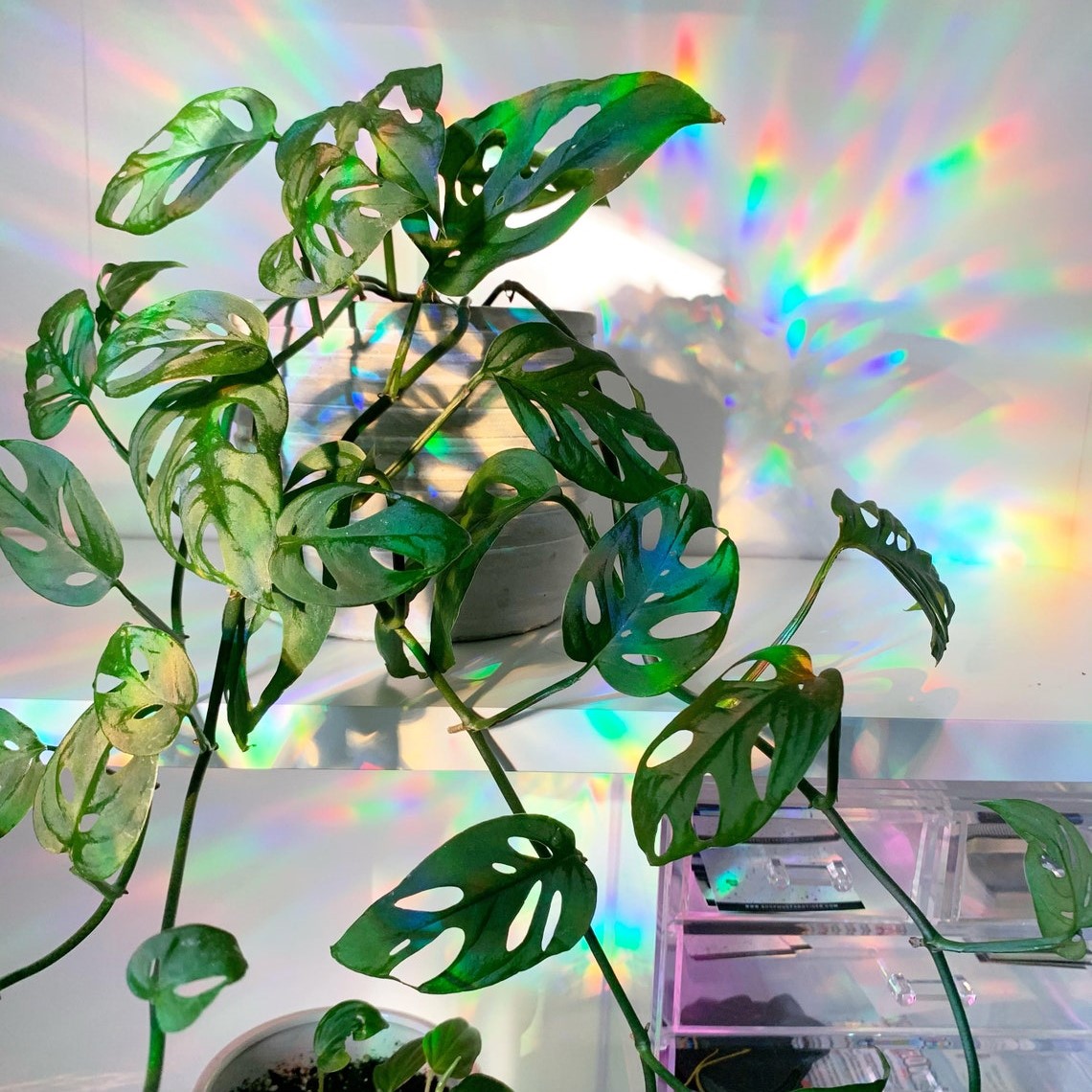 Ghosts Window Stickers