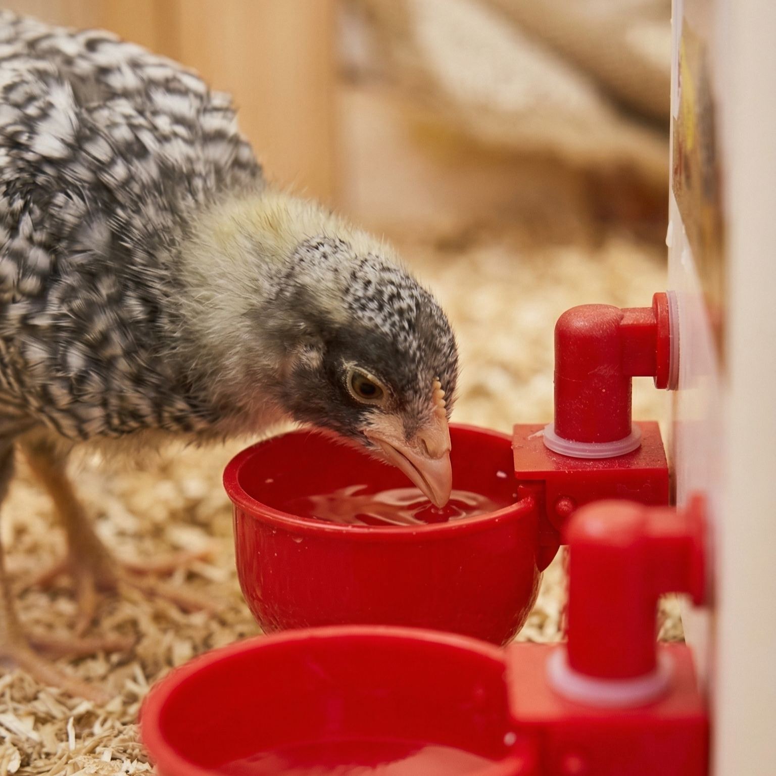 💥Last Day 60% Off--🔥Automatic Chicken Water Cup Bird Coop💦