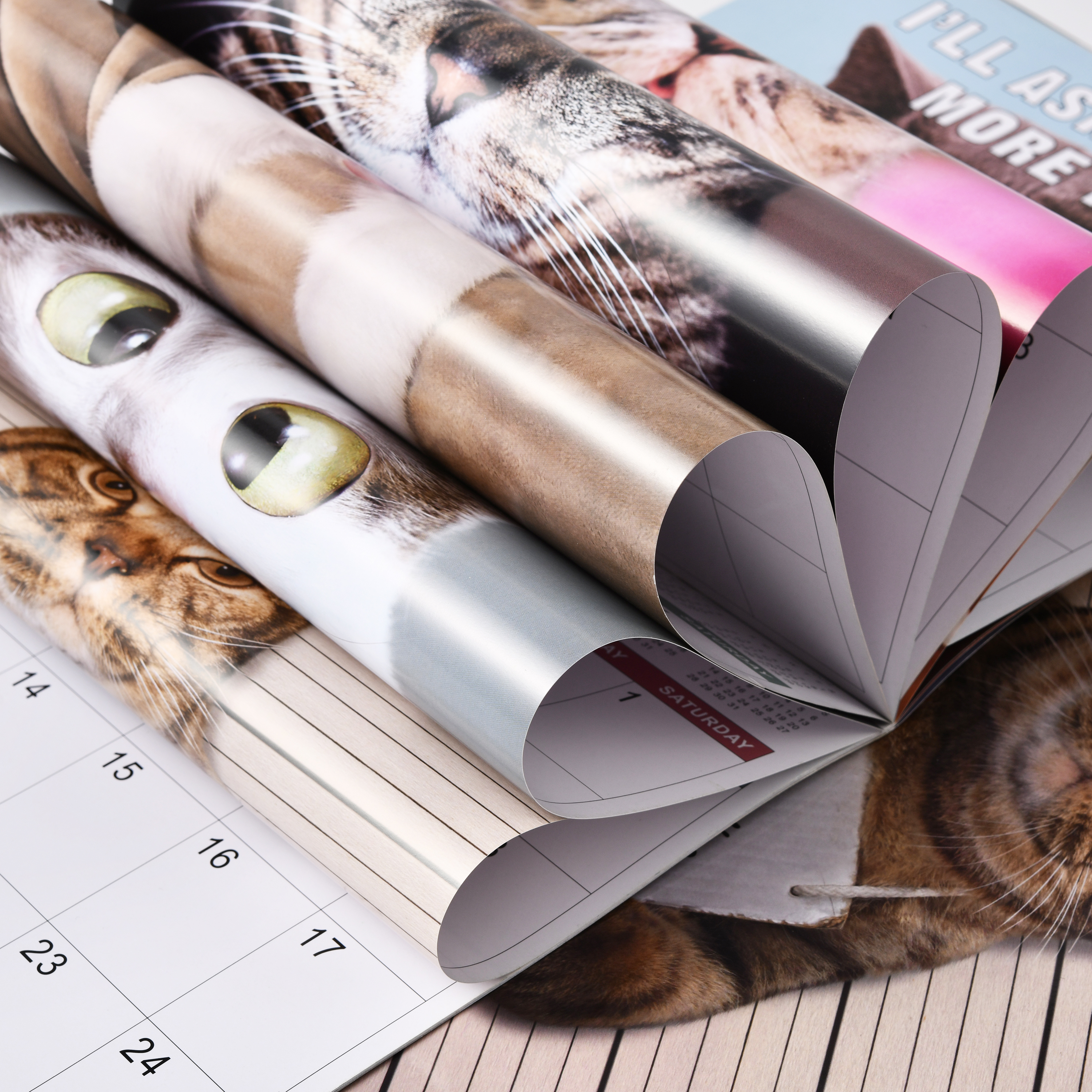Funny Cat Calendar 2024