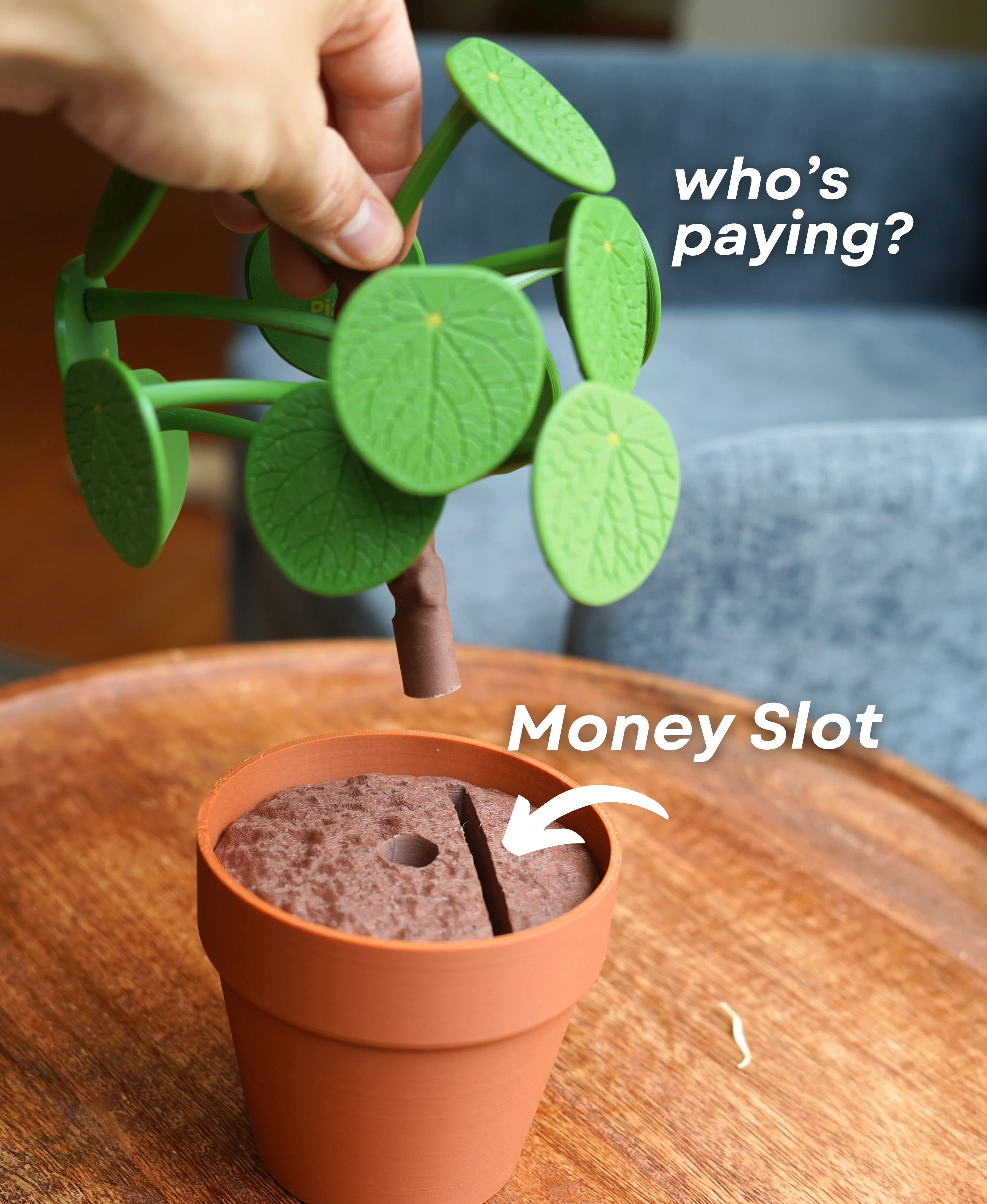 Pilea Food Picker 