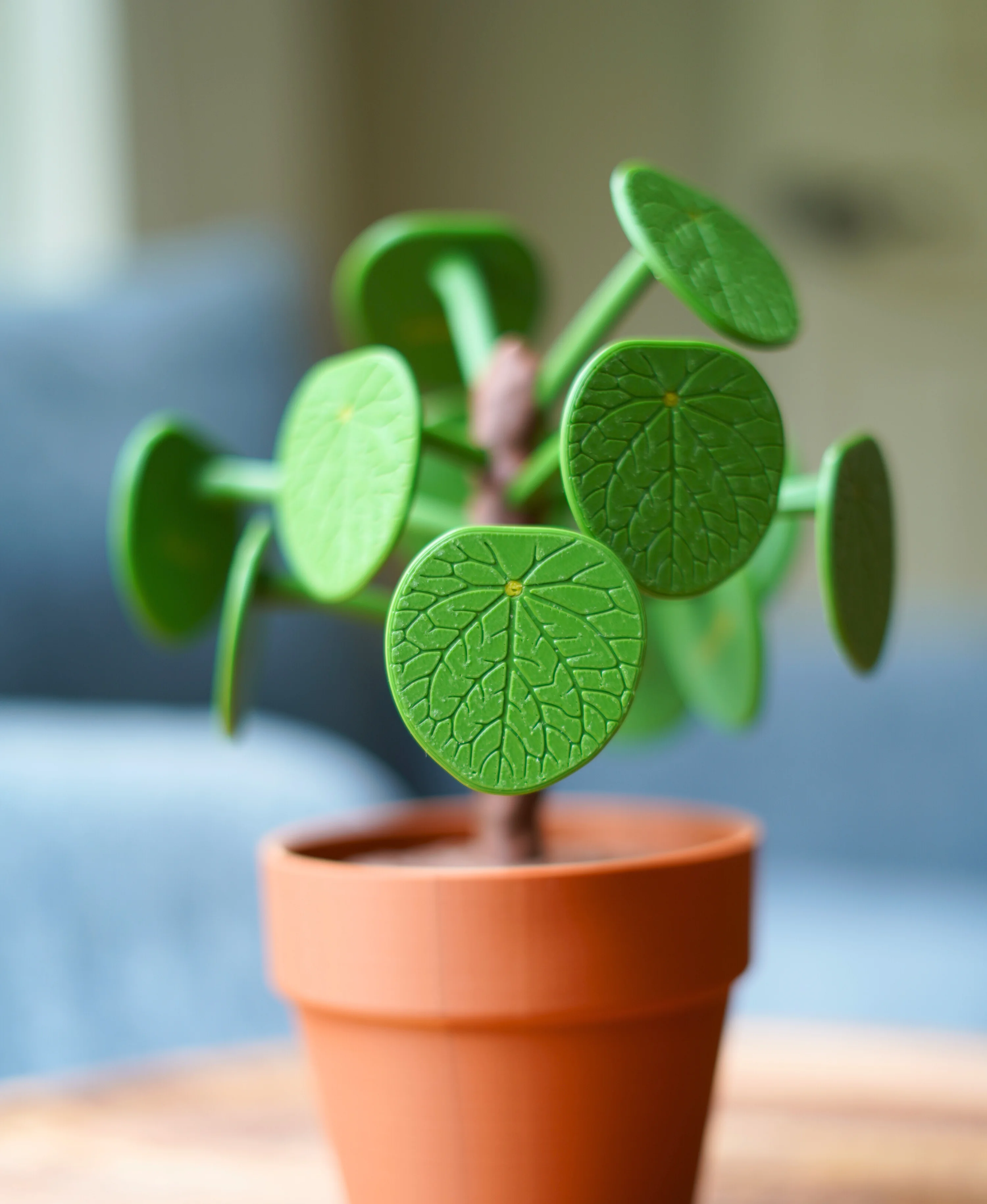 Pilea Food Picker 