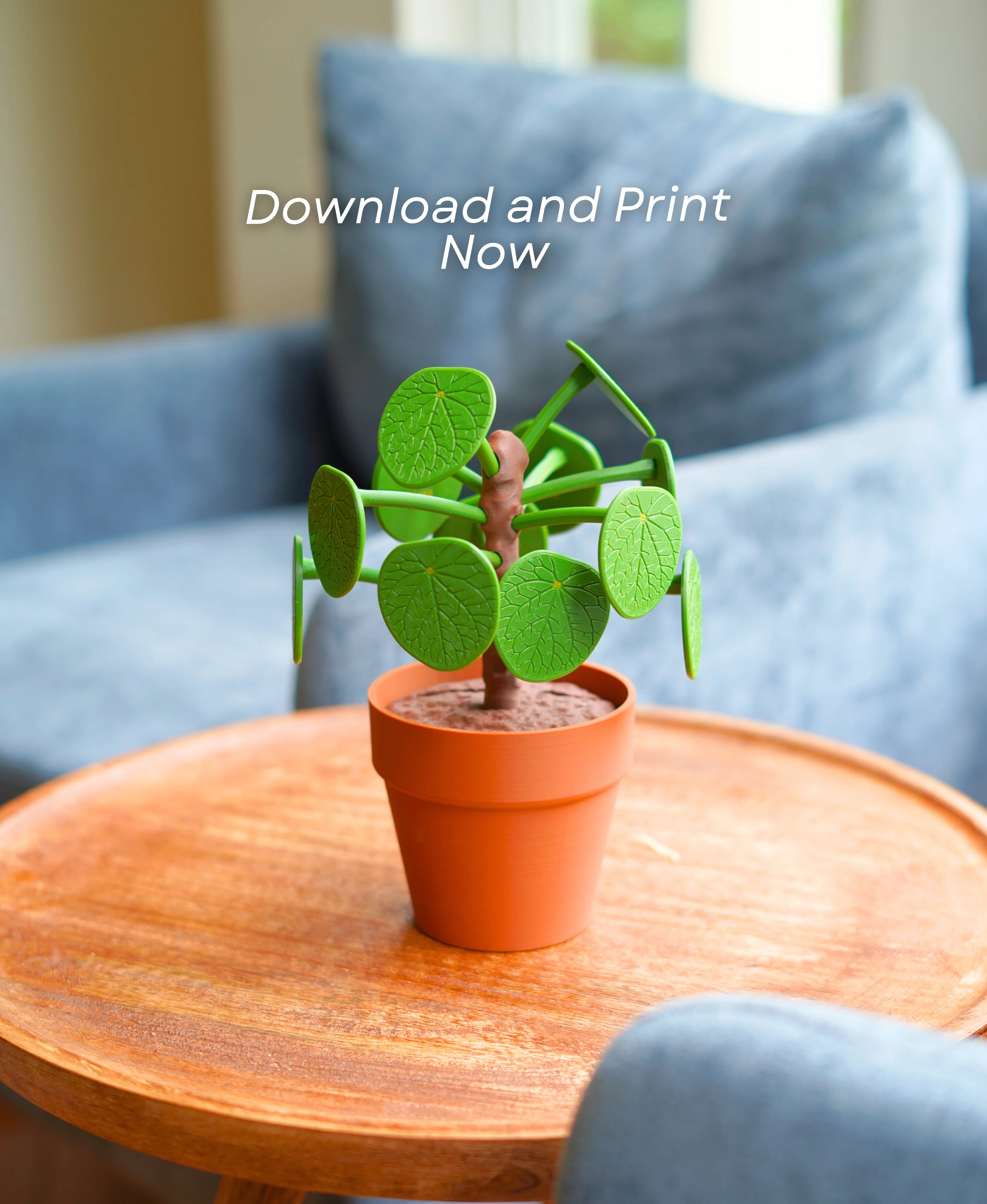 Pilea Food Picker 
