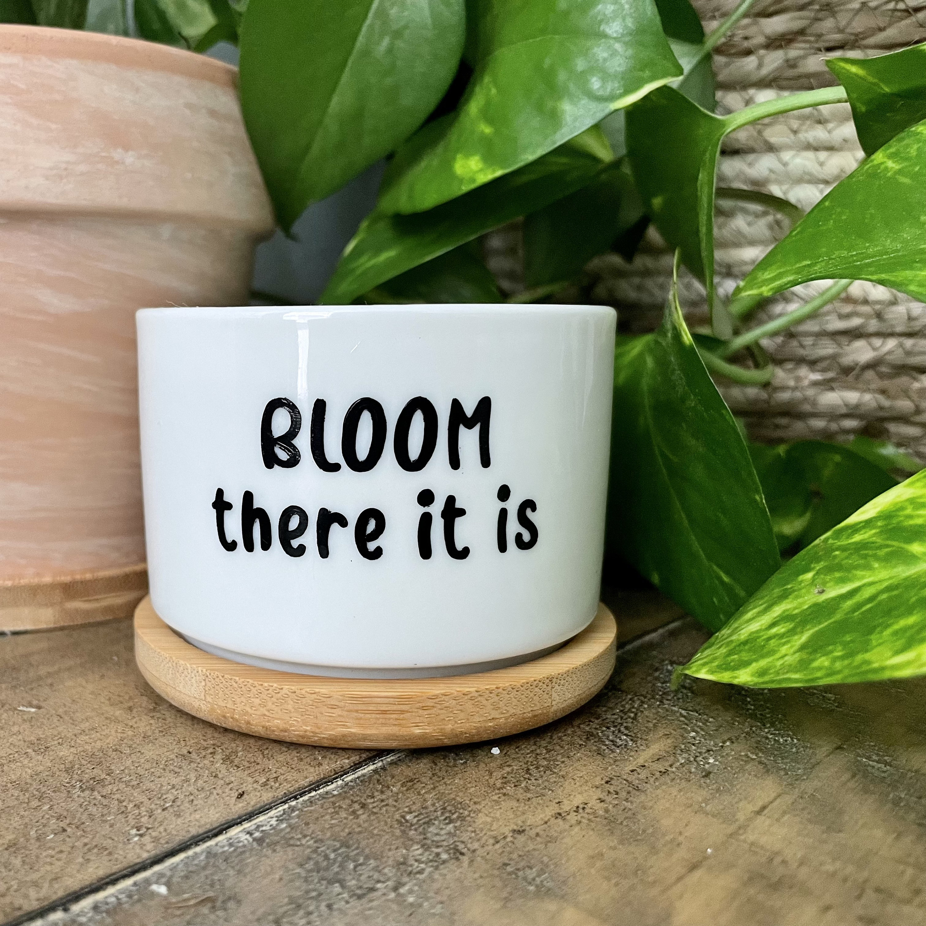 Funny unique succulent pots