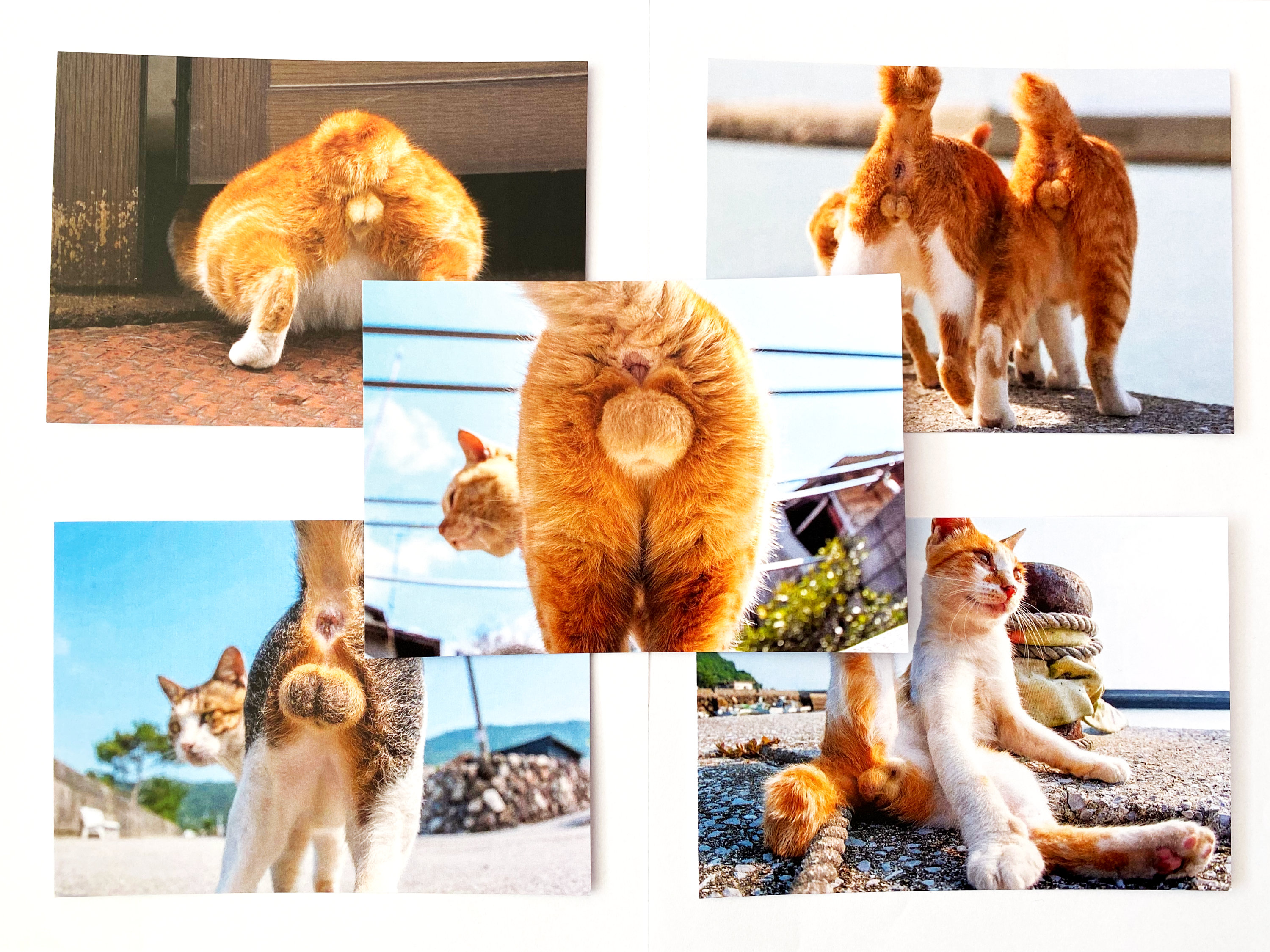 Funny Cat Butt Card - Sarcastic Holiday Cards 