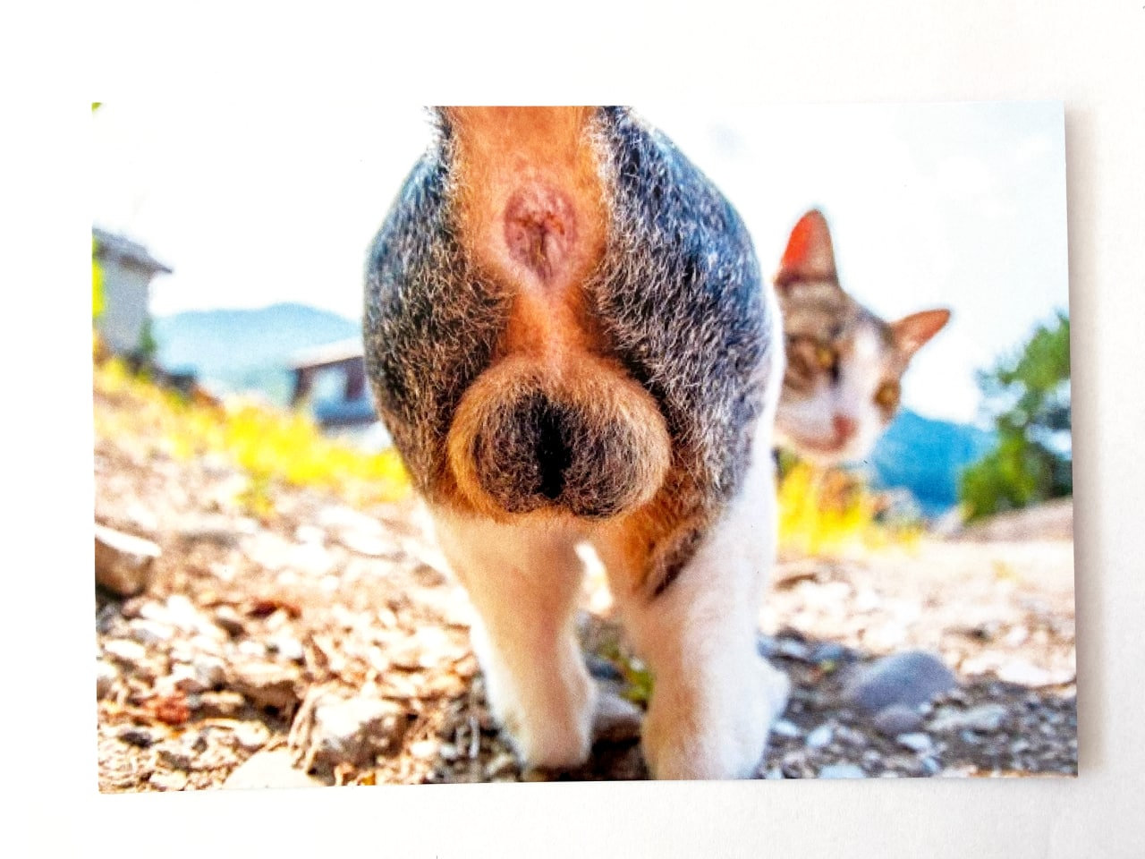 Funny Cat Butt Card - Sarcastic Holiday Cards 