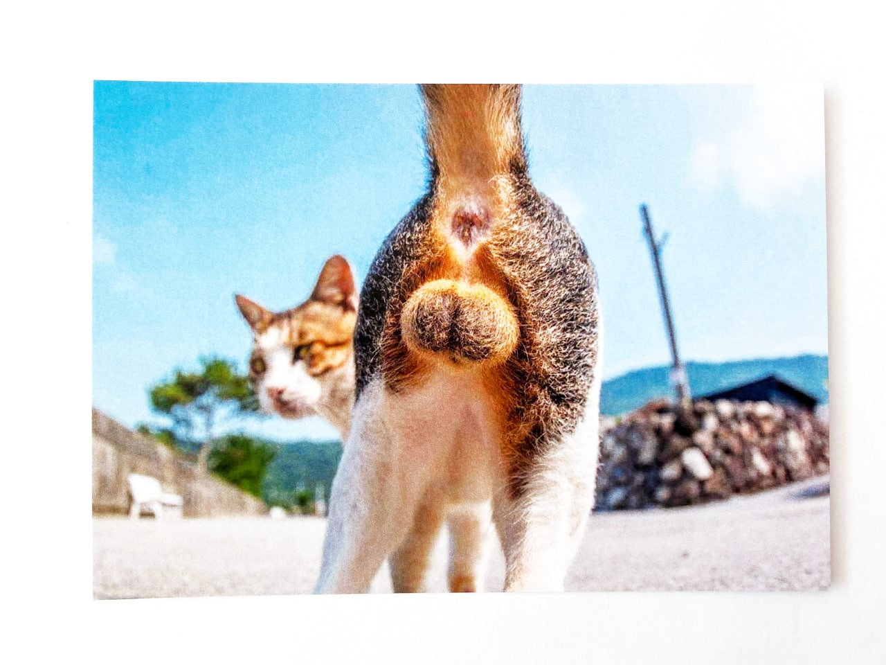 Funny Cat Butt Card - Sarcastic Holiday Cards 