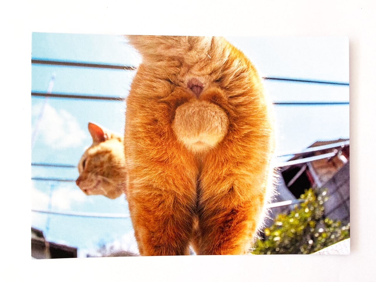Funny Cat Butt Card - Sarcastic Holiday Cards 