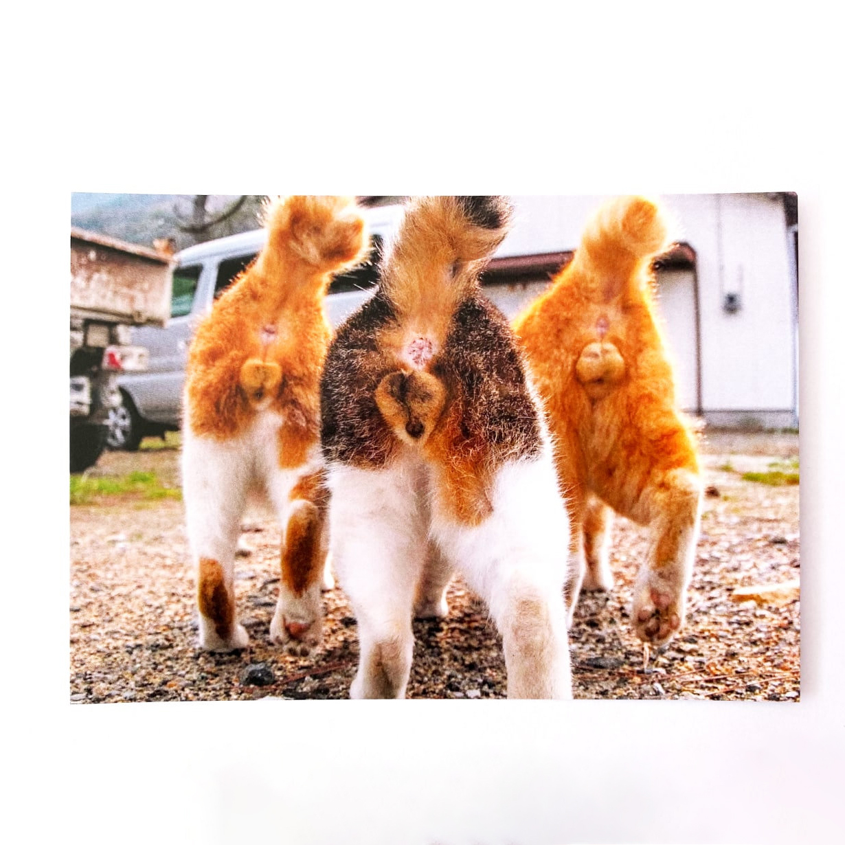 Funny Cat Butt Card - Sarcastic Holiday Cards 