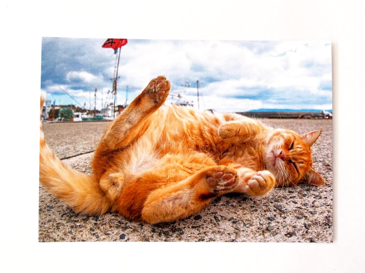Funny Cat Butt Card - Sarcastic Holiday Cards 