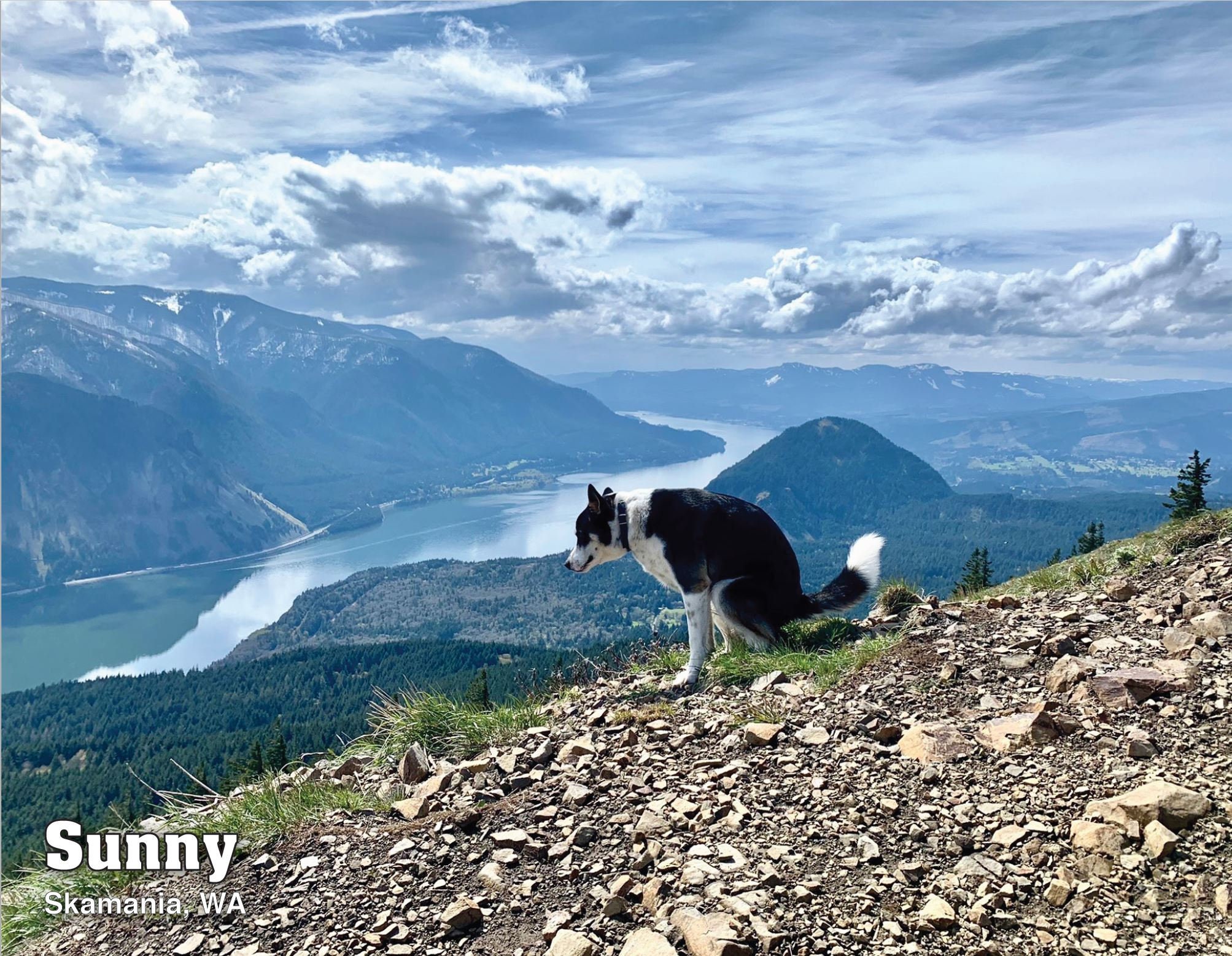 2024 Pooping Pooches Dog Calendar