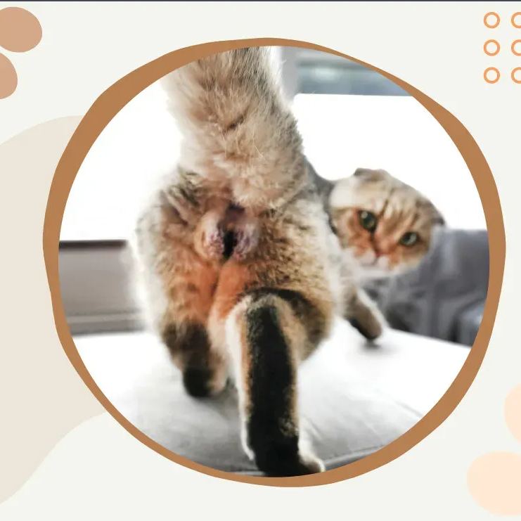 🤣Funny Cat Calendar 2024