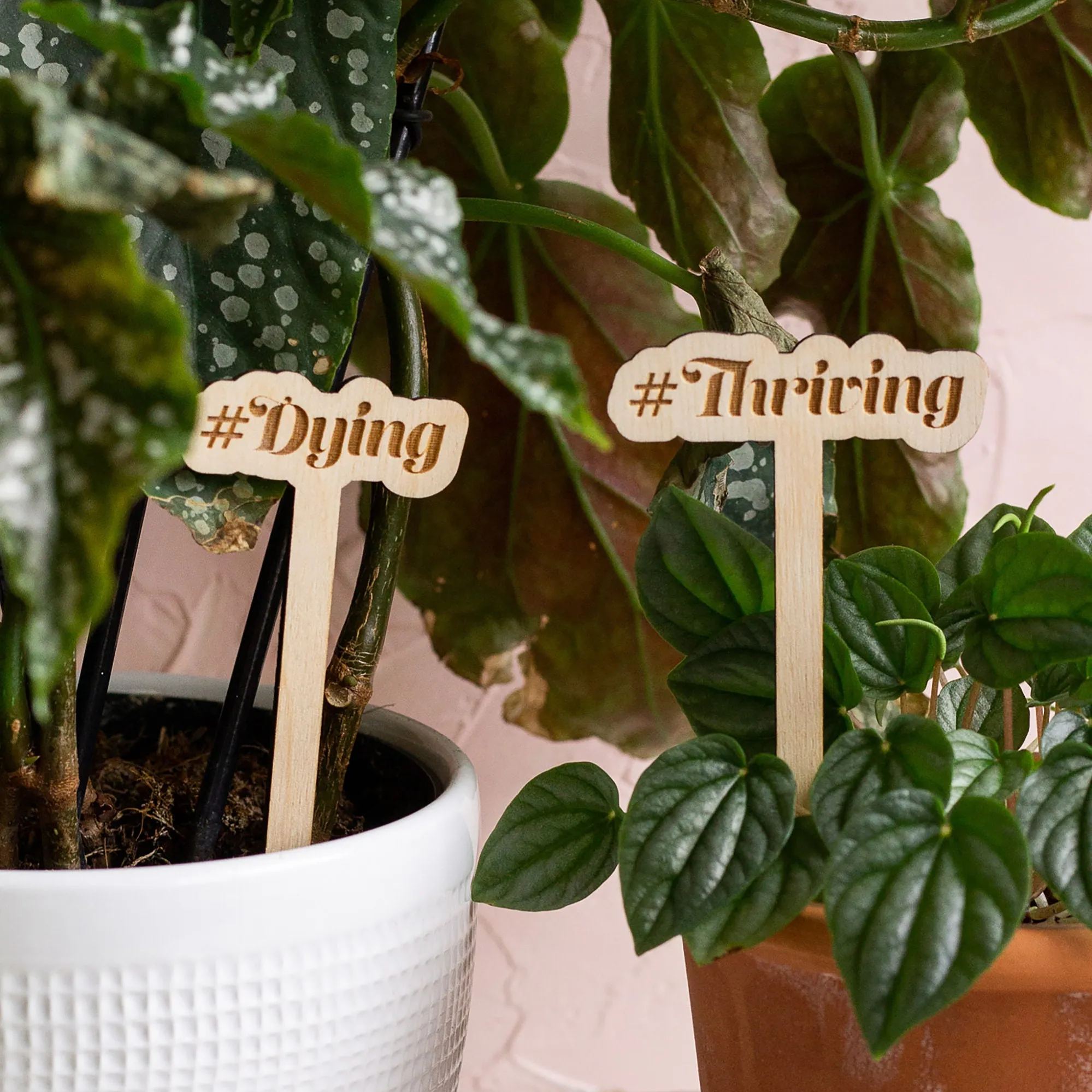 Funny Wooden Plant Stakes