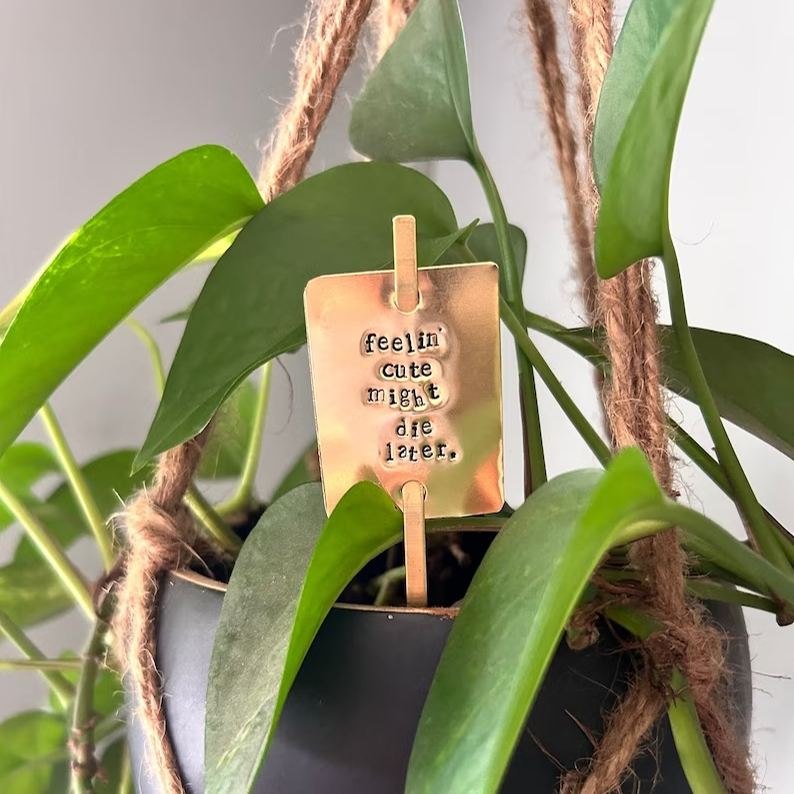 Funny Plant Stakes - I HAVE asked you THRICE now for water