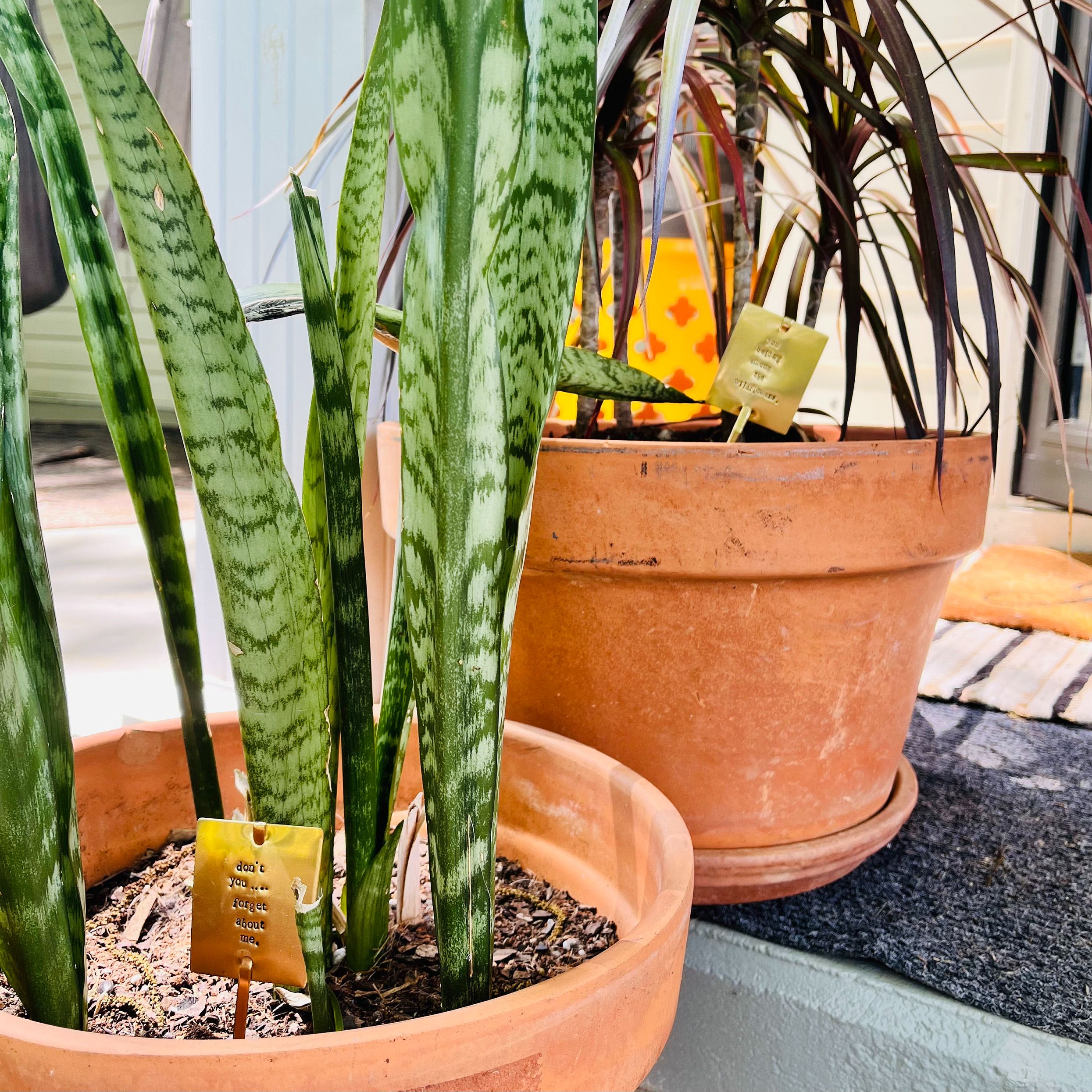 Funny Plant Stakes - I HAVE asked you THRICE now for water