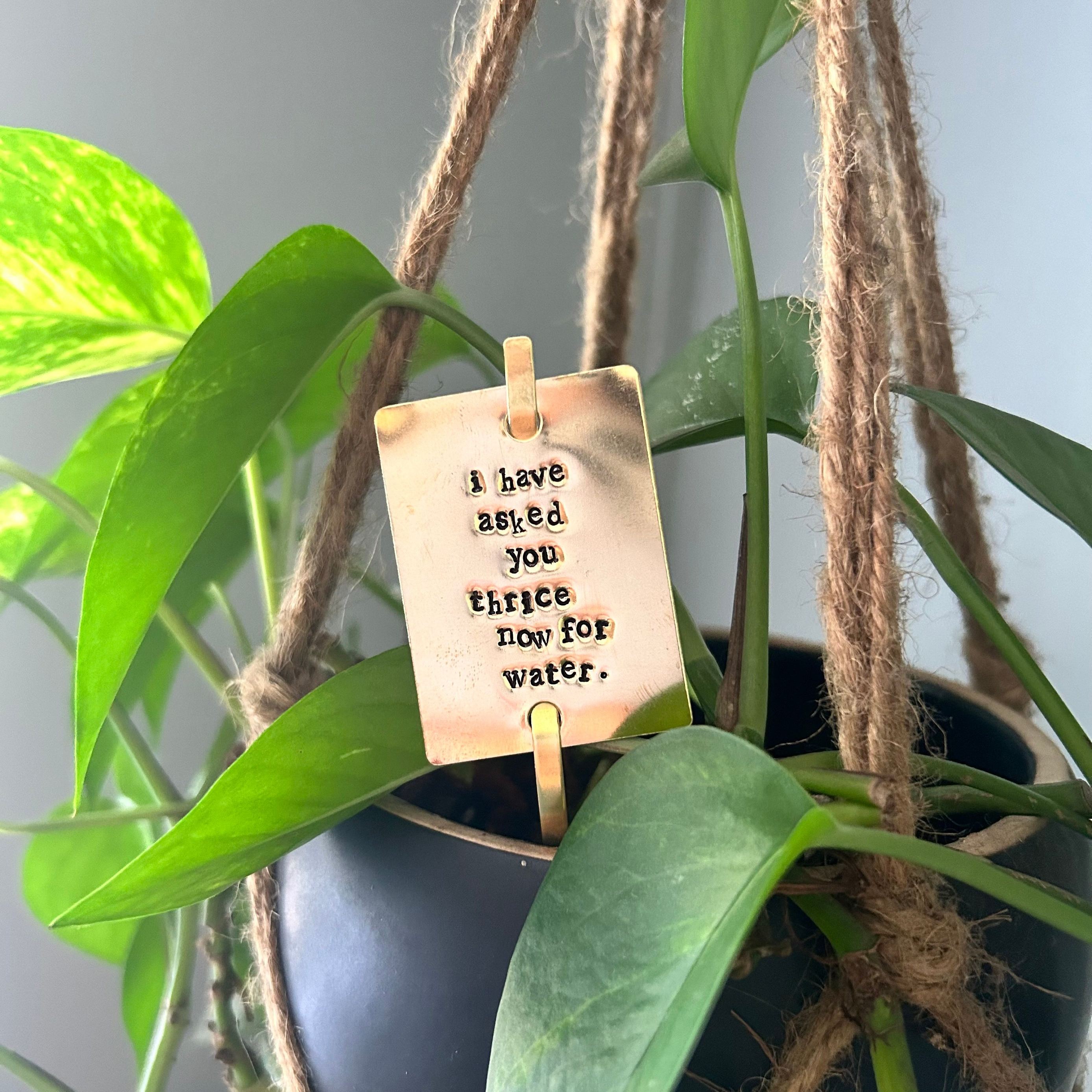 Funny Plant Stakes - I HAVE asked you THRICE now for water