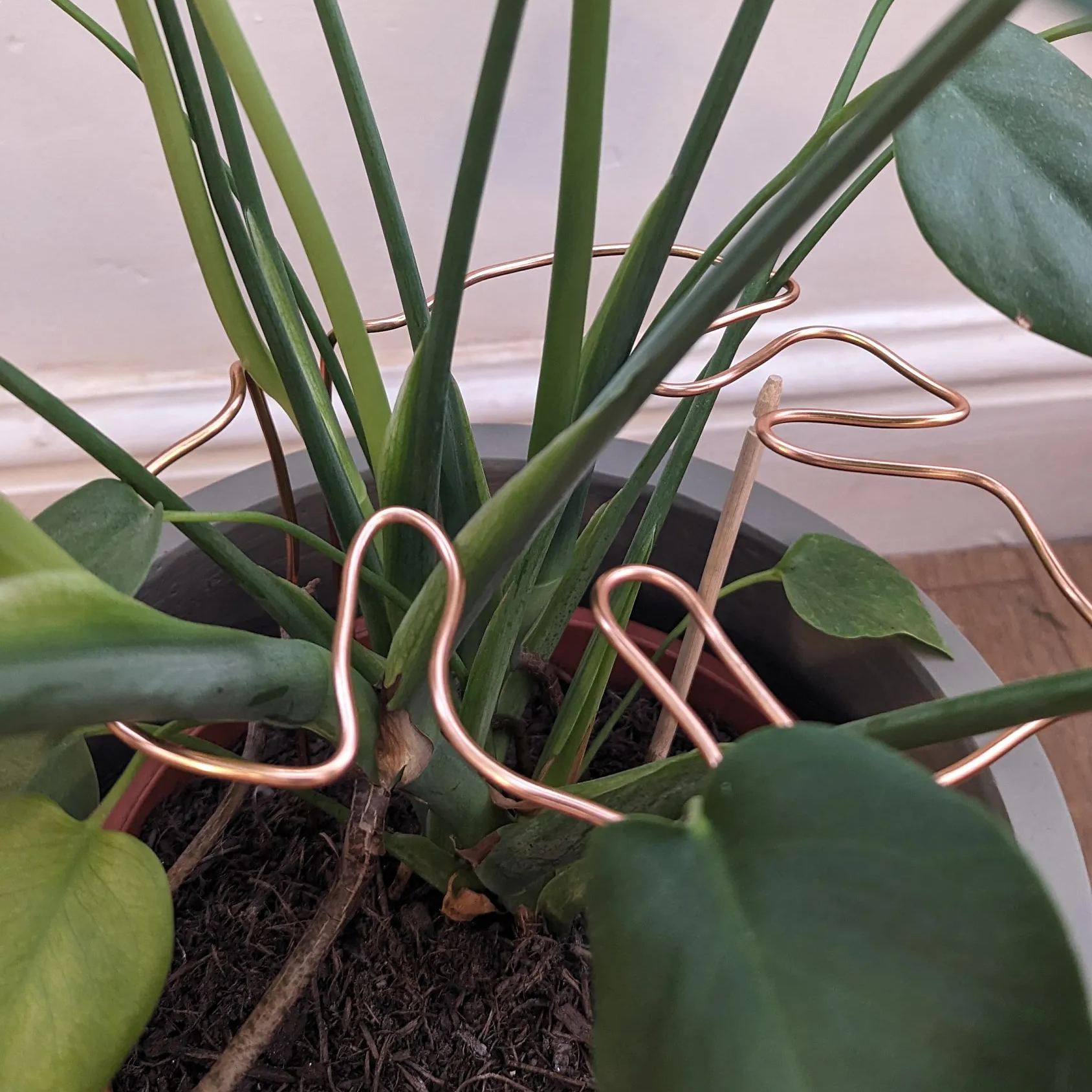 Monstera Shaped Plant Support 