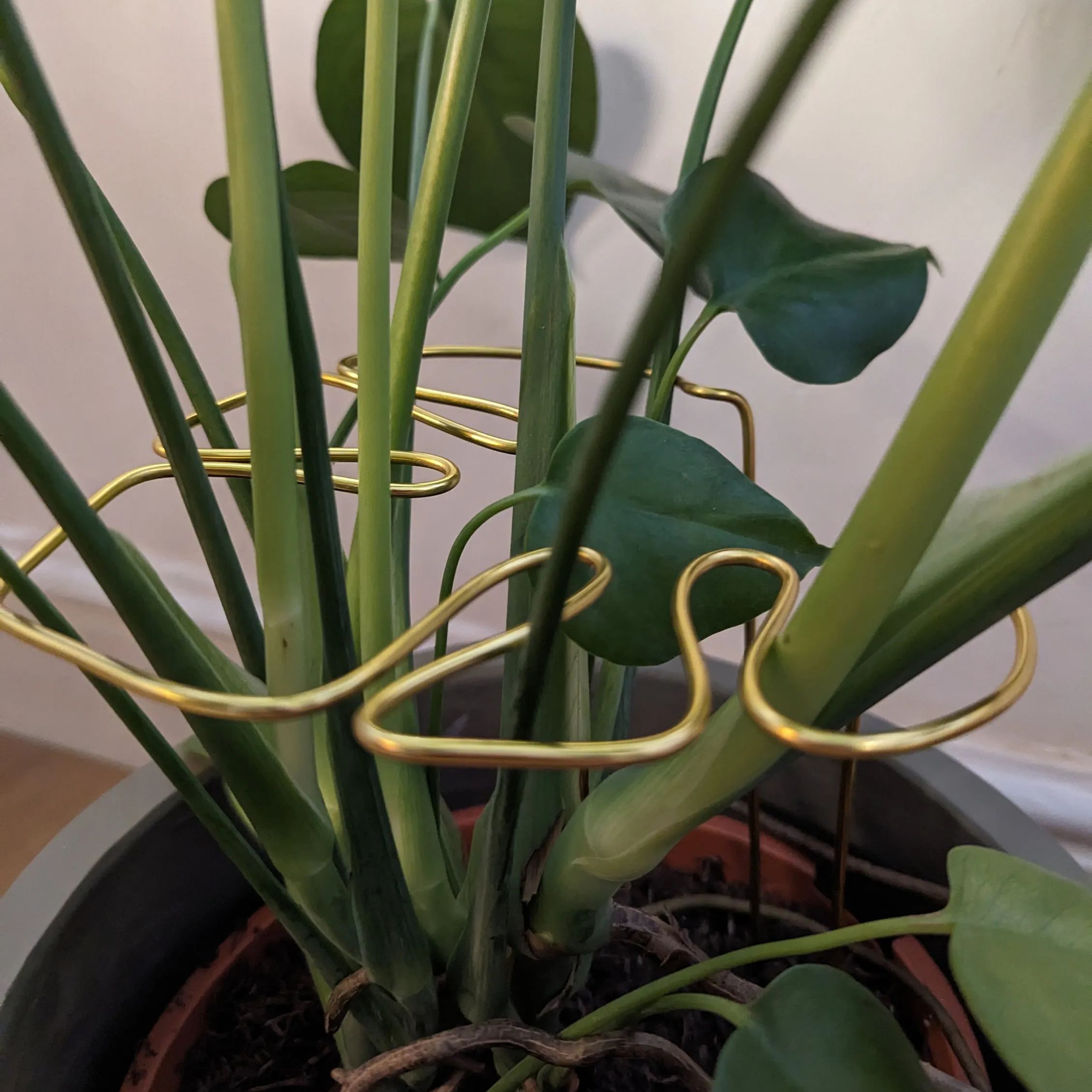Monstera Shaped Plant Support 