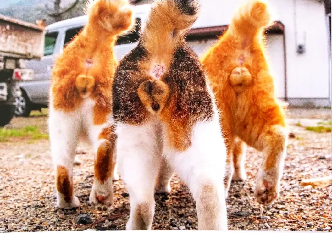 Funny Cat Butt Card - Sarcastic Holiday Cards 