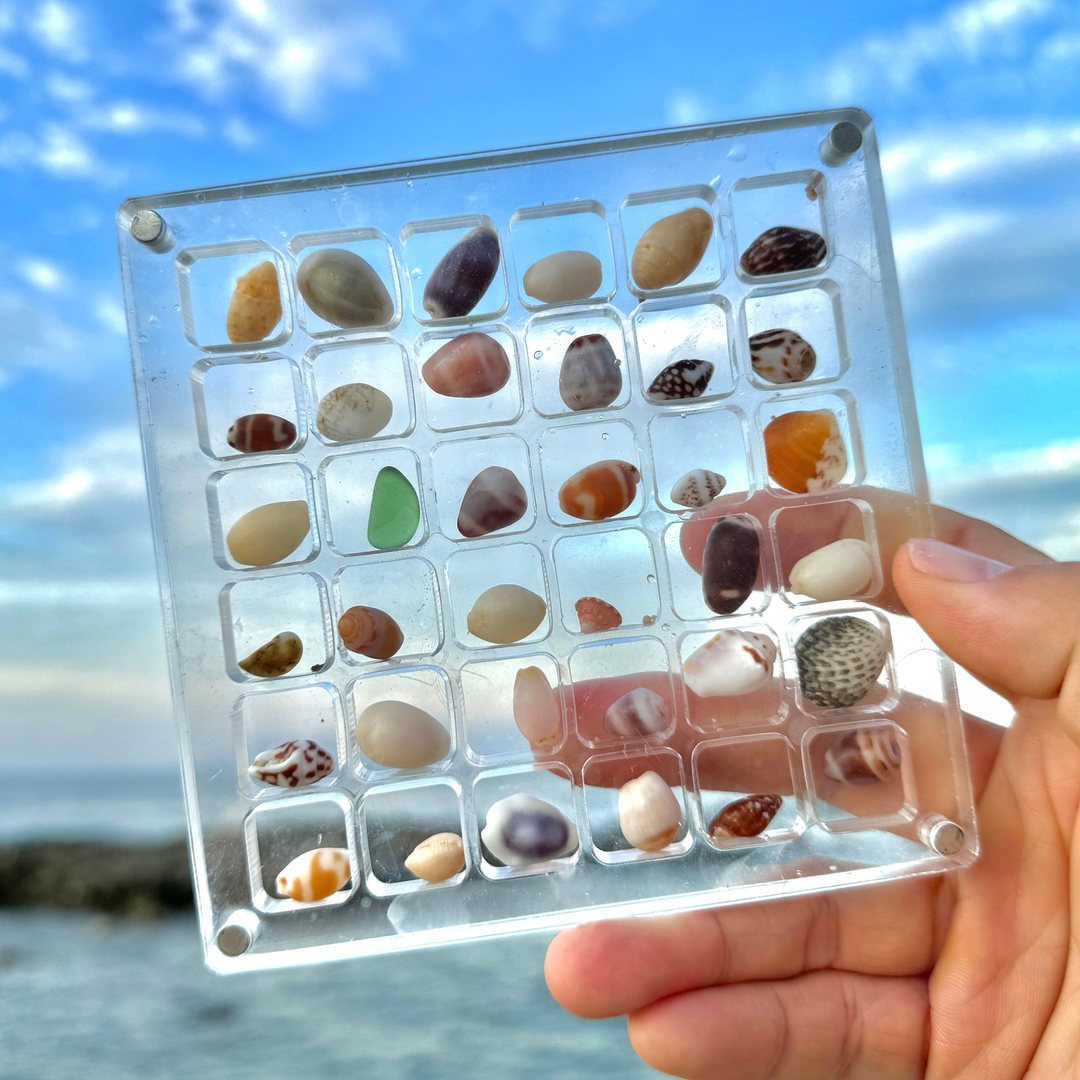 Natural small shell collection box-contains shells