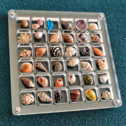 Natural small shell collection box-contains shells