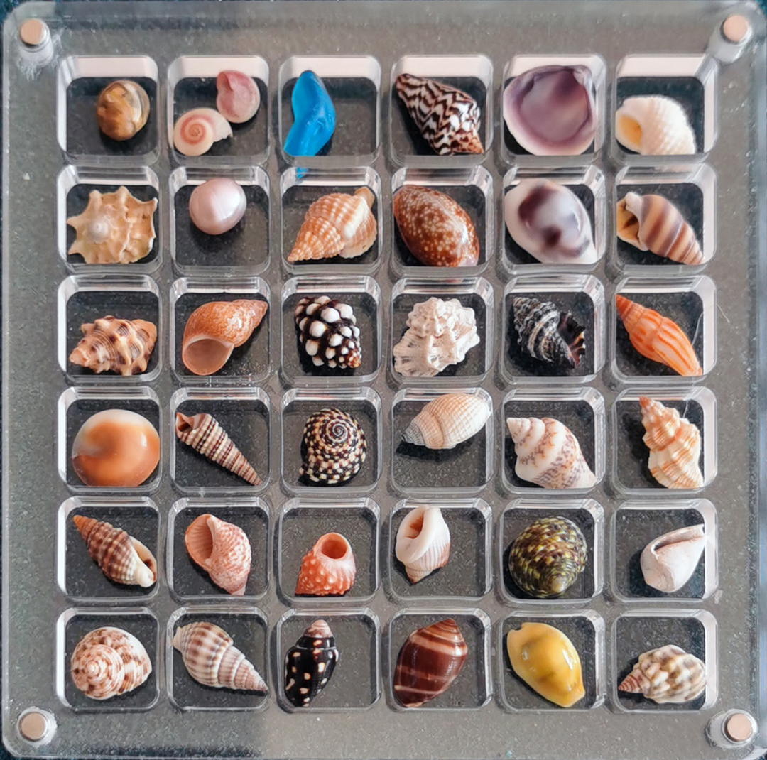 Natural small shell collection box-contains shells