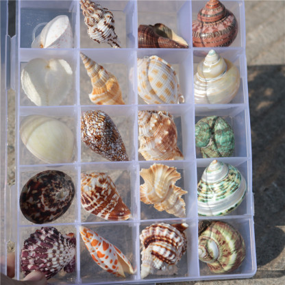 Natural small shell collection box-contains shells
