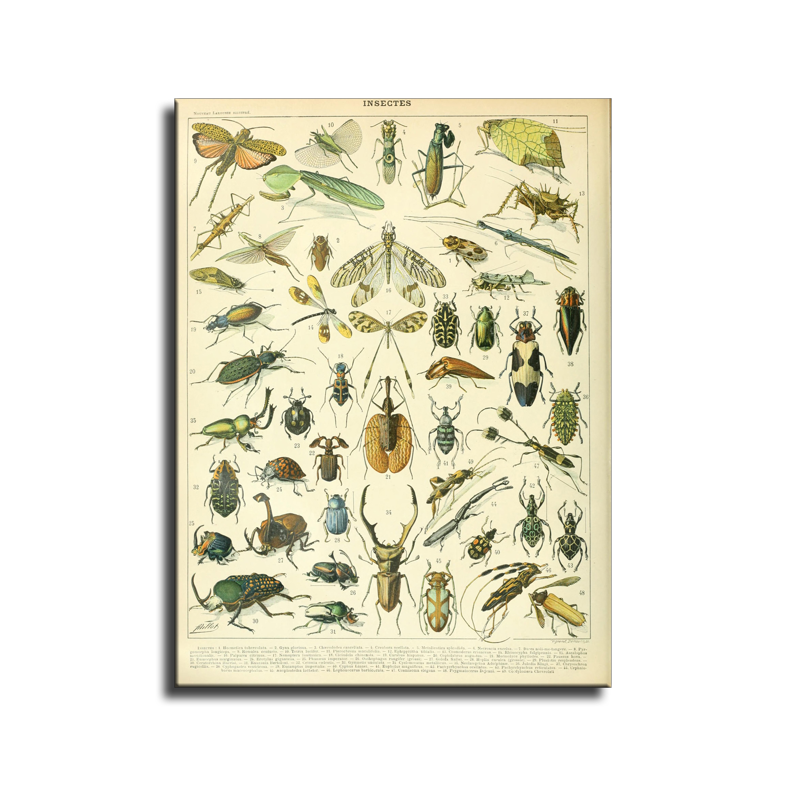 Adolphe Millot Poster Insects French Vintage HD Canvas Print Home Decor Paintings Wall Art Pictures - HX0491