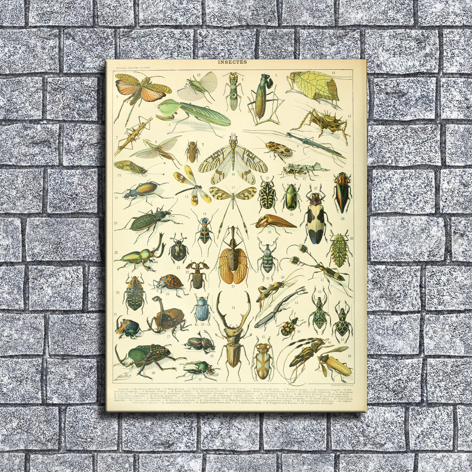 Adolphe Millot Poster Insects French Vintage HD Canvas Print Home Decor Paintings Wall Art Pictures - HX0491