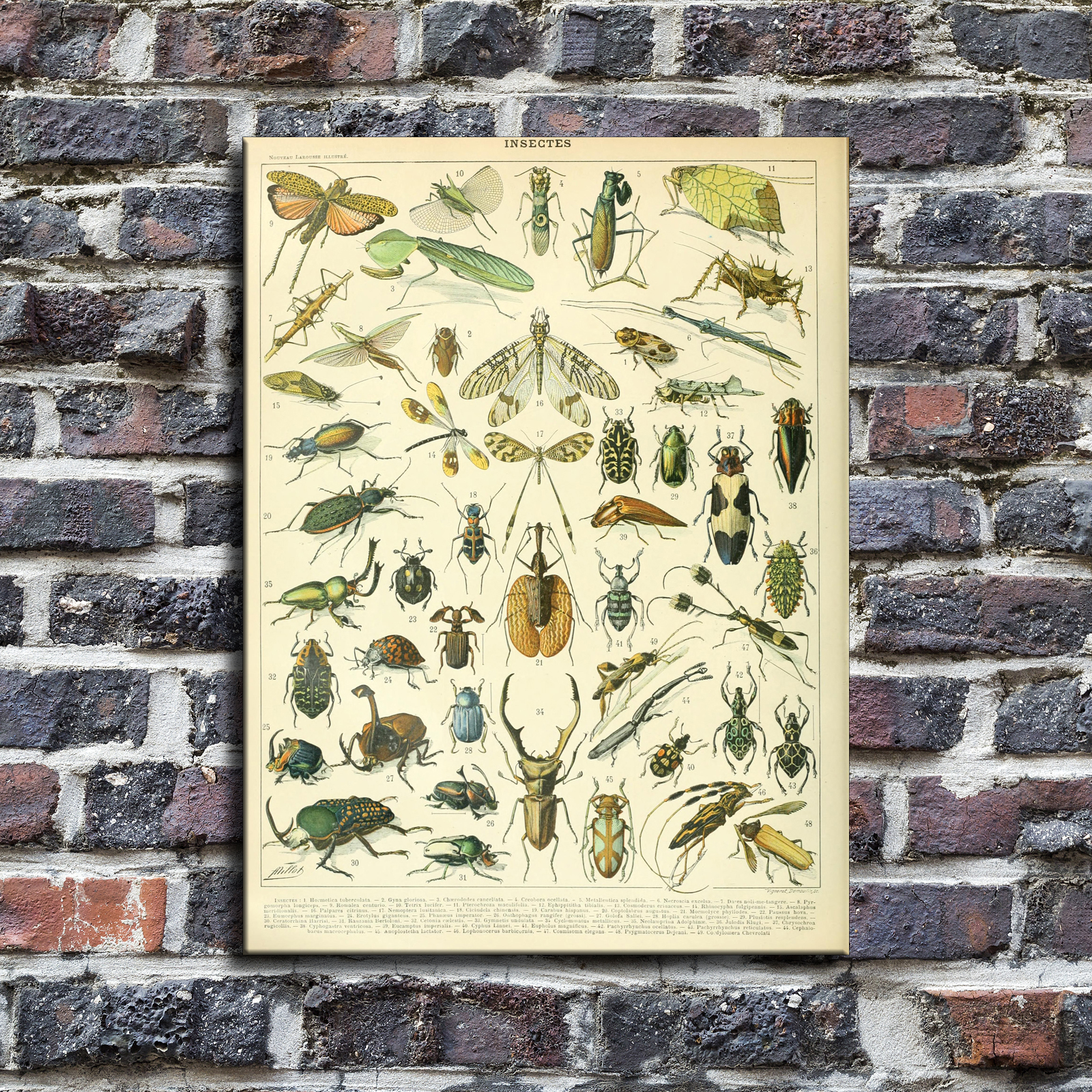 Adolphe Millot Poster Insects French Vintage HD Canvas Print Home Decor Paintings Wall Art Pictures - HX0491