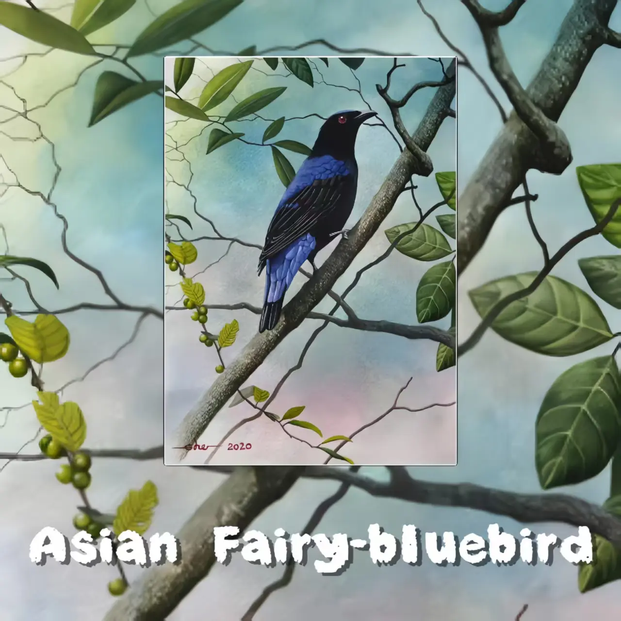 Postcards - Malaysia's Birds Collection (Series 1)