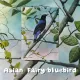 Postkarten - Malaysias Vogelkollektion (Serie 1)