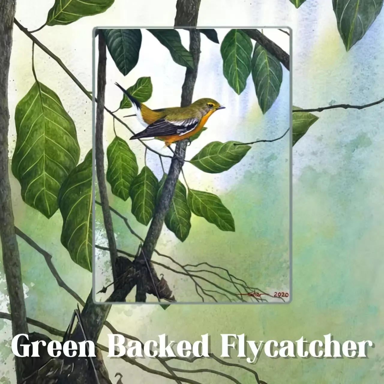 Postcards - Taiping's Birds Collection