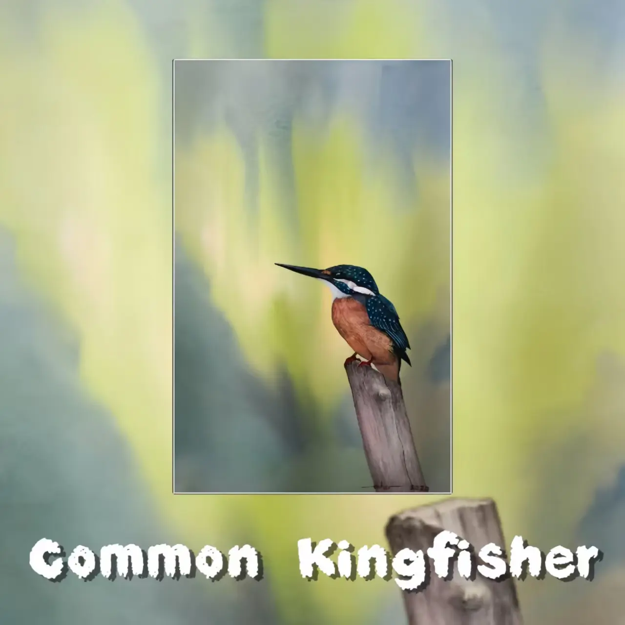 Postcards - Malaysia's Birds Collection (Series 1)